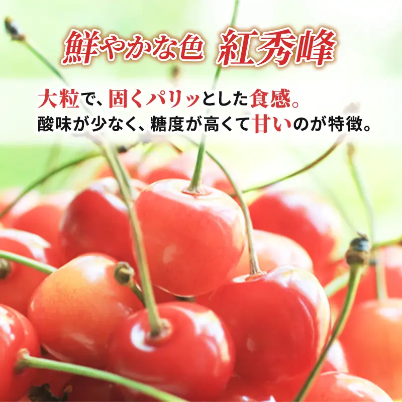 先行受付 北海道 仁木町産  さくらんぼ 紅秀峰 360g (180g×2パック) Lサイズ以上　旬 桜桃 産地直送 サクランボ チェリー フルーツ 果物 果物類  仁木町 仁木 [松山商店]