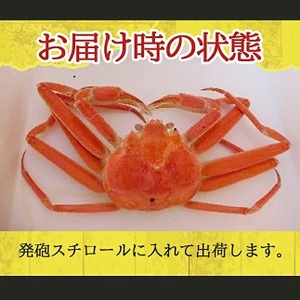 ボイル 本ズワイガニ 1匹 350g程度 遊佐沖 10月中旬～12月下旬頃お届け 冷蔵便 ※着日指定・離島（沖縄県を含む）発送不可 1人前 東北 山形県 遊佐町 庄内地方 日本海 カニ 蟹 かに 海産物 シーフード 海鮮 新鮮 まるごと ボイル 焼き 期間限定 ゆで 茹で [850]