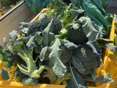 【先行予約】 新鮮 朝採れブロッコリー Mサイズ以上7玉 野菜 ブロッコリー 朝採り 朝採れ 朝どれ サラダ 食品