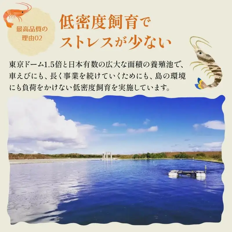 訳あり 竹富島産 冷凍車えび 規格外品 500g