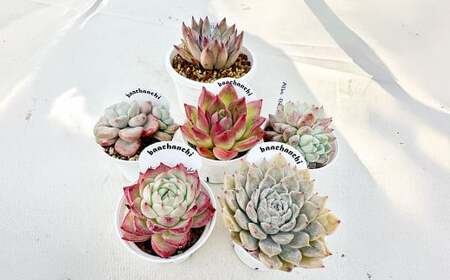 ばあちゃん家のおまかせセット 3千円分 多肉植物 セット 植物 多肉 観葉植物 韓国苗 インテリア おまかせ