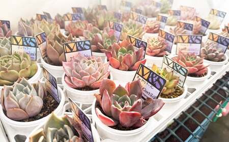 ばあちゃん家の韓国多肉植物 M&Sグランドスラム 1苗 多肉植物 植物 多肉 観葉植物 韓国苗 M&S苗 グランドスラム インテリア