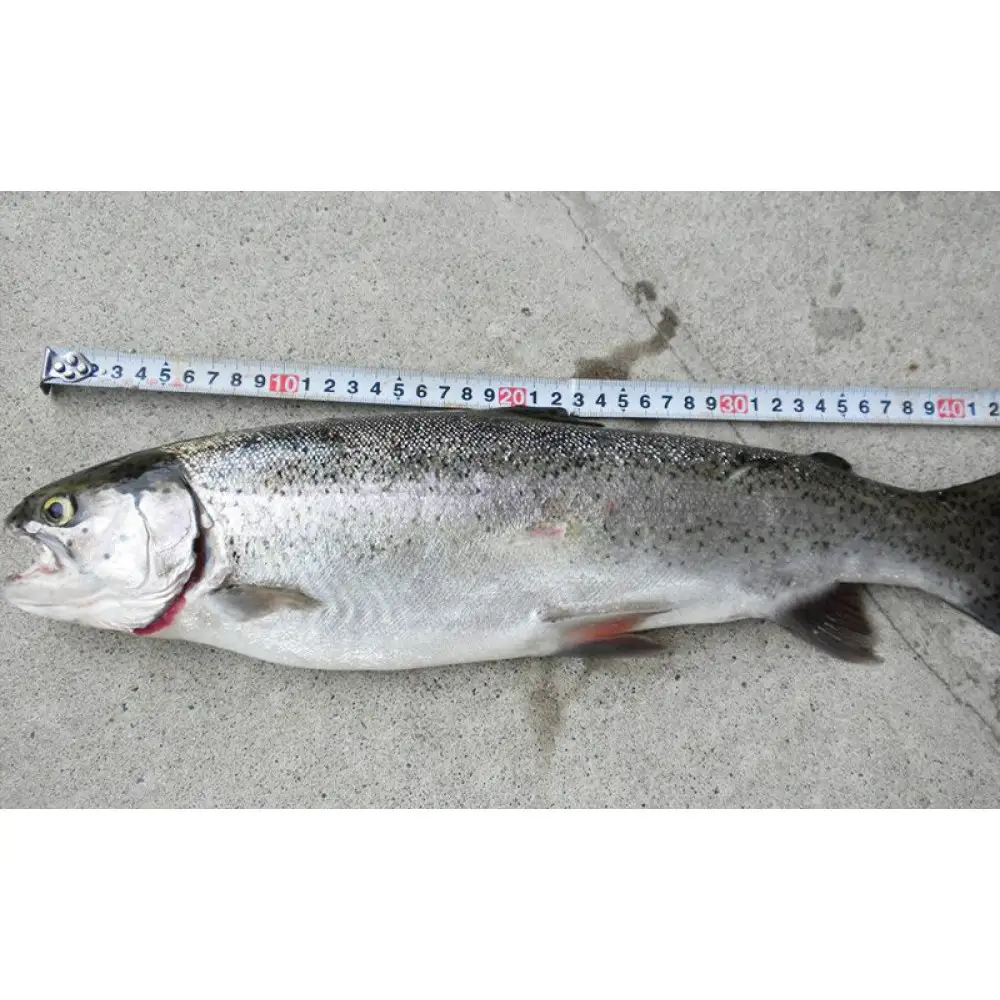 【裾花川本流・支流】　裾花川水系漁協　デジタル遊漁券　1日券　アユ以外の魚種　長野県　長野市　 | 遊漁券 裾花川 釣り デジタル