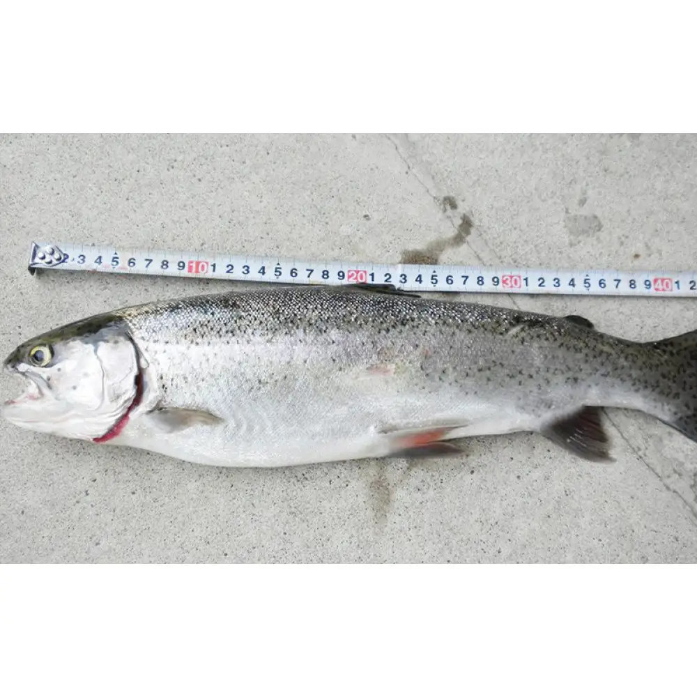 【裾花川本流・支流】　裾花川水系漁協　デジタル遊漁券　年券　アユ以外の魚種　長野県　長野市　 | 遊漁券 裾花川 釣り デジタル