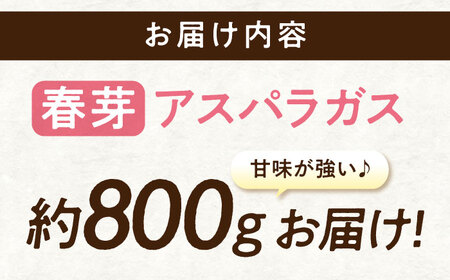 朝採れ アスパラガス 約800g [APAU001] アスパラ