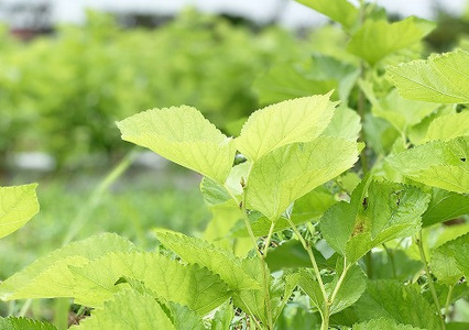 桑ほうじ茶セット50g×５ 更木桑茶 ノンカフェイン ミネラル豊富 お茶 健康茶 きたかみ さらき 国産 カフェインフリー カフェインゼロ 桑の葉 まろやかな甘み 豊富な栄養 抗酸化作用 岩手県 北上市 更木ふるさと興社 D0198