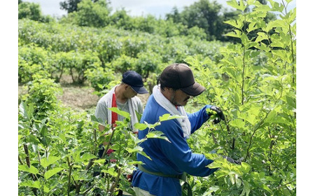 定期便/12ヶ月 更木桑茶 茶葉セット（100g×３）お茶 健康茶 きたかみ さらき 国産 カフェインフリー カフェインゼロ 桑の葉 まろやかな甘み 豊富な栄養 抗酸化作用 岩手県 北上市 更木ふるさと興社 P0015