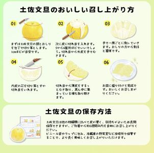 【先行予約】厳選 温室土佐文旦 3kg (5?6玉）〈2026年11月下旬から発送〉/文旦 ぶんたん ブンタン 土佐文旦 ハウス栽培 甘い 柑橘 フルーツ 果物 ご当地 お取り寄せ【土佐文旦の藤岡】 [BQBJ001]