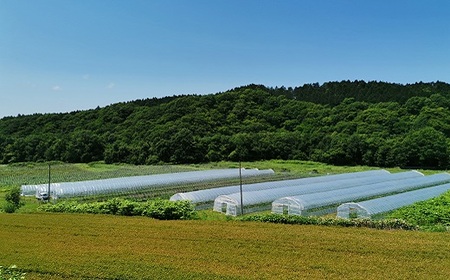 【大玉】とろける舌触り！東山農場産キングメロン 2玉