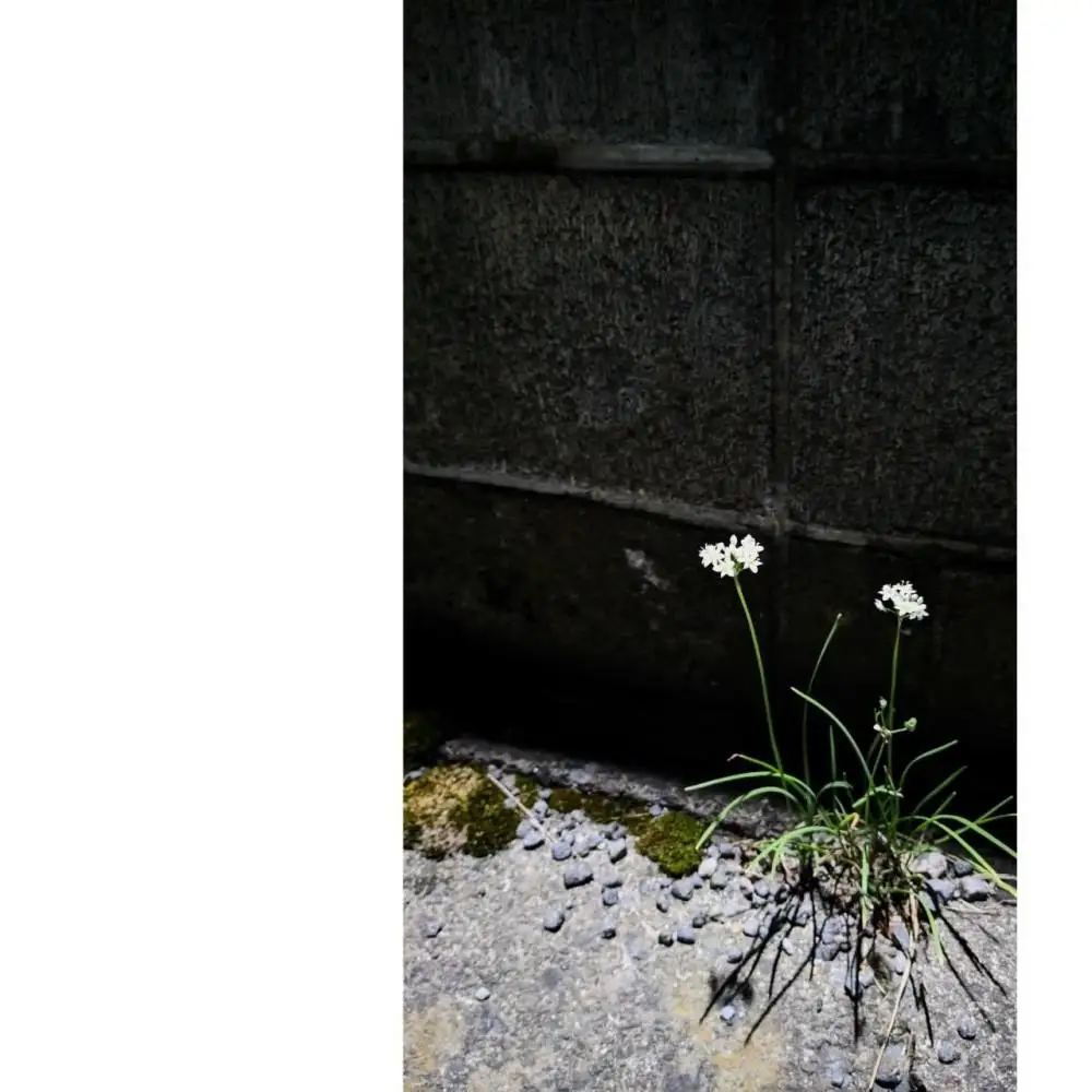 湯布院　ＭＩＫＡＴＡ　KO-HA(香葉) セット　香炉+No.00Genten(緑茶)