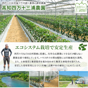 【予約受付】【不揃い品】肉厚ジューシー! 栽培期間中化学農薬・化学肥料不使用のえぐみ少ないピーマン1.2kg ／Fms-11 農産物 新鮮 肉厚 ピーマン 野菜 大量