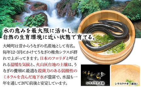 国産 うなぎ 蒲焼き（無頭 約180g前後）×2尾 タレ＆山椒付 贈答用BOX入り [024-a271]