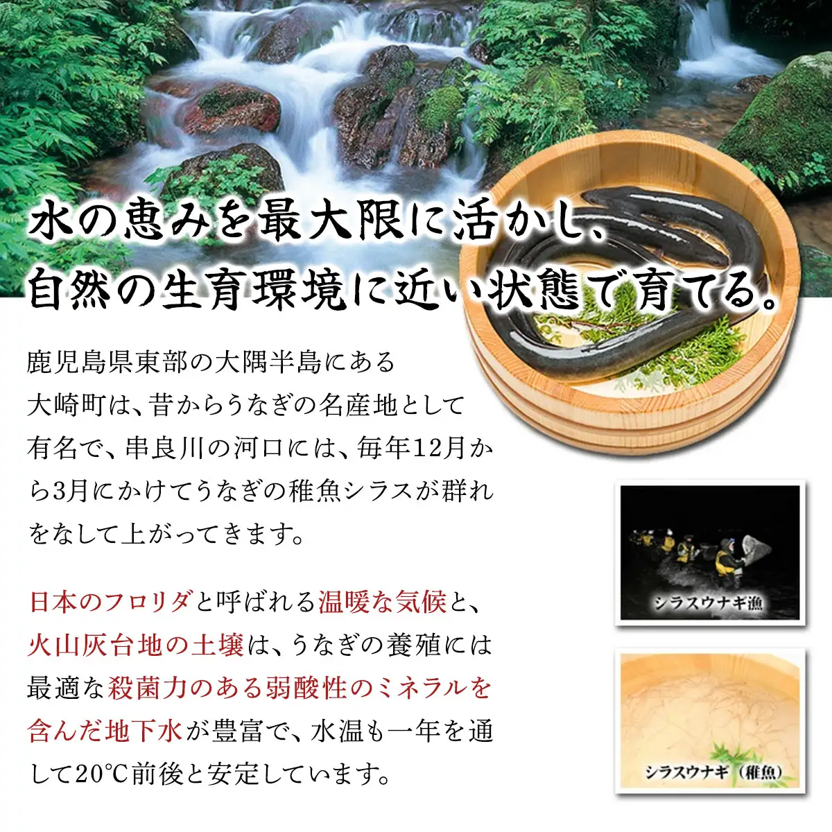国産 うなぎ 蒲焼き（無頭 約180g前後）×3尾 タレ＆山椒付 [024-a370]