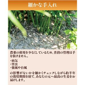 【予約受付】ミネラル豊富なエコ栽培の生姜1kg ／Fms-20 しょうが ジンジャー おかず 野菜 大容量