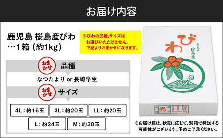 旬の朝採り！ 鹿児島 桜島産びわ 1箱（秀品） K343-001 果物 フルーツ