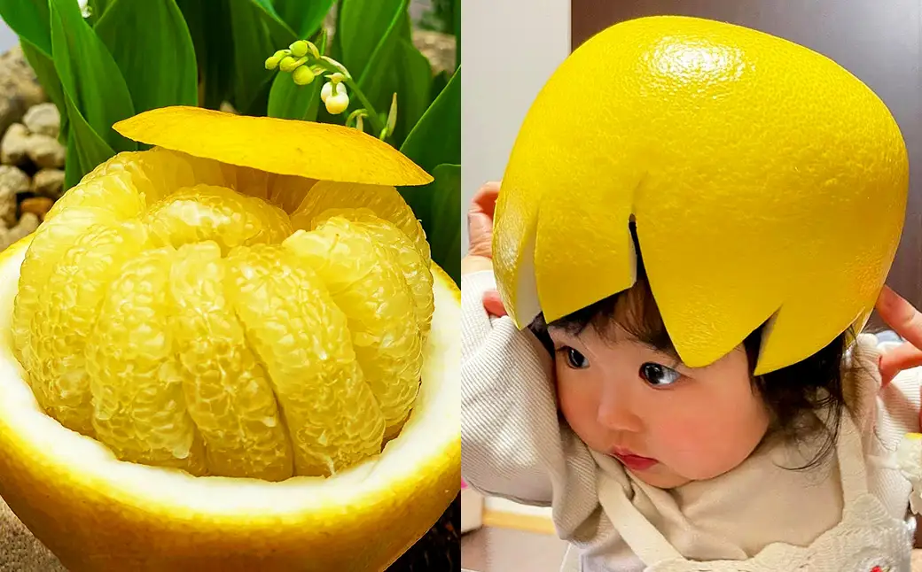 熊本県産晩白柚 1玉入り 【2026年12月下旬発送開始】 みかん ミカン 柑橘 果物 くだもの フルーツ