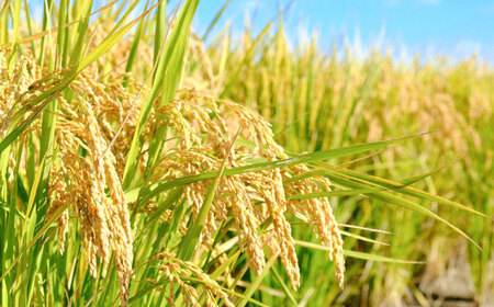 【先行予約】【令和8年産】 無洗米 さがびより5kg / お米 [IBV002]