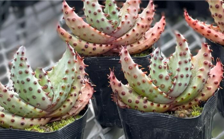 ユッカ リギダ ＆ アロエ マルロシー 各1株　長与町/アグリューム　 Yucca rigida ＆ Aloe marlothii 長与町/アグリューム[EAI219] 