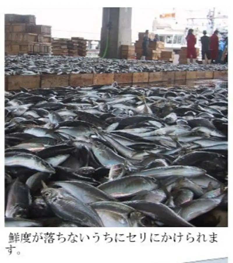 真ふぐ一汐と干物セット K-7 干物 アジ 蓮子鯛 カレイ 真ふぐ 山口県 長門市 国産 干物 手作り 4種類  お中元 お歳暮 ギフト 贈り物  (10146)