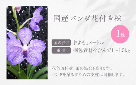 花 洋ラン バンダ 花付き株（花色お任せ） [ANGK002] 花