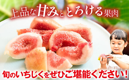 【先行予約】紀の川産 いちじく 特秀品 12玉 WAT農園《2026年8月中旬-11月中旬頃出荷》 和歌山県 紀の川市 イチジク 無花果 フルーツ 果物