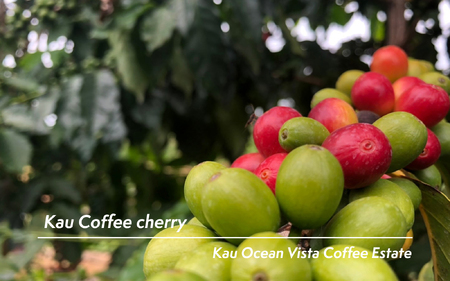 ハワイ カウコーヒー焙煎豆200g 0131-001-S06