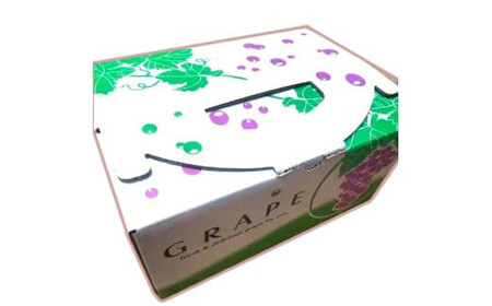 「できるだけ有機に近い形で栽培したい」 桑本農園のBKシードレス　1.2kg（600g前後×2房）