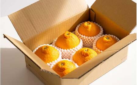 【先行予約】希少な樹上完熟　しらぬい（不知火） 秀品大玉 約2kg(6個)  / 和歌山 みかん フルーツ 柑橘 果物 くだもの ※2027年2月末～3月下旬頃に順次発送予定（お届け日指定不可）【kiy010-pl-2A】