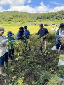 稲刈り 体験 秦野里山稲刈り体験　玄米2キロ付き 033-02