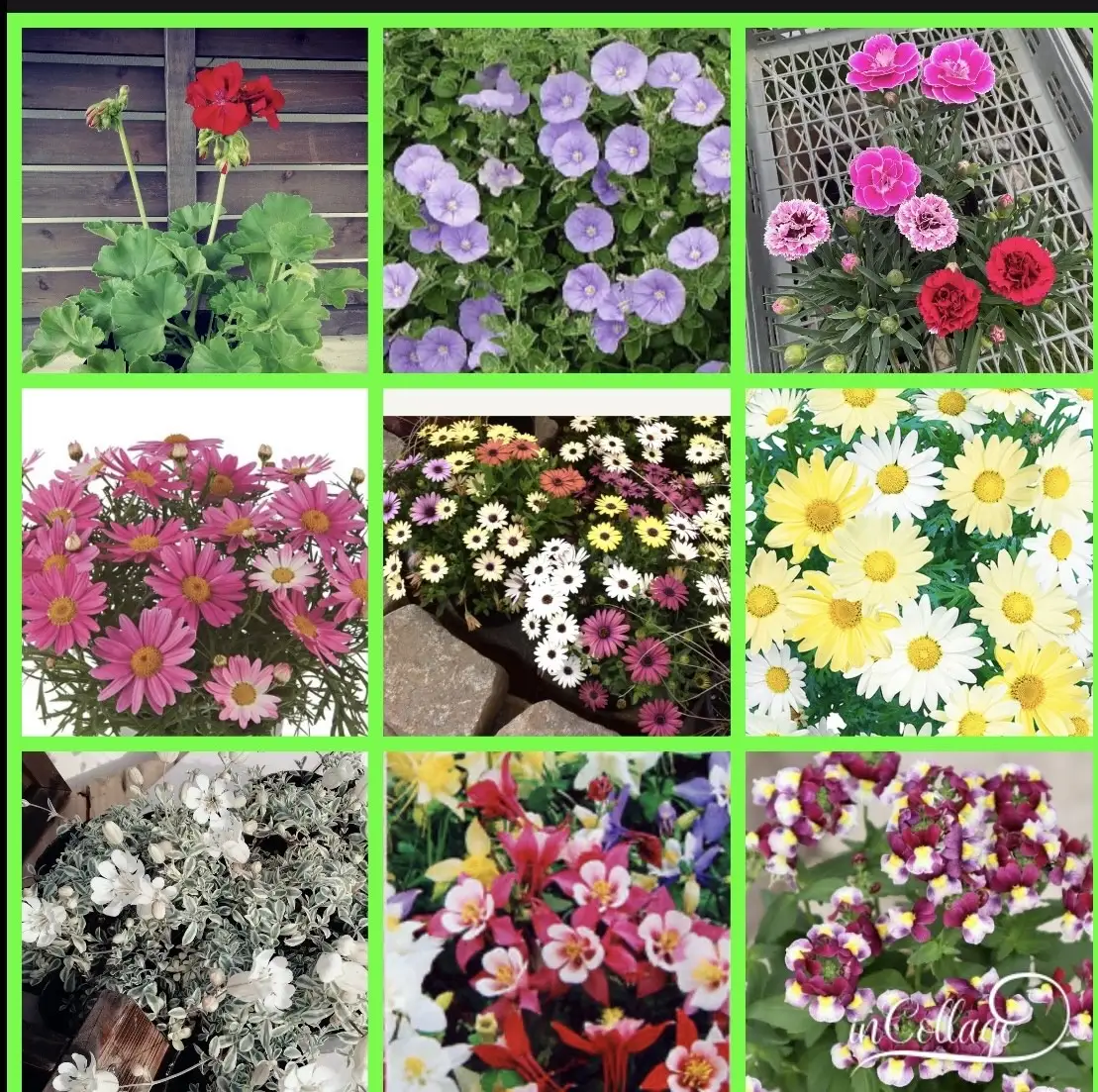 花農家よりおススメ 希少な宿根と季節の宿根セット 16苗 | おすすめ 宿根草 セット かわいい 華やか 兵庫県 上郡町