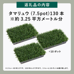 【産地直送】元気なタマリュウ(7.5pot)130本セット『約3.25平方メートル分』