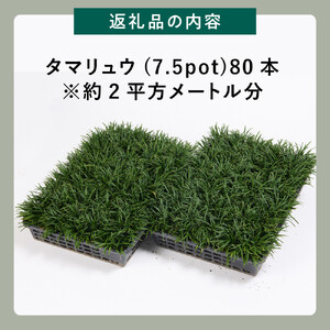 【産地直送】元気なタマリュウ(7.5pot)80本セット[約2平方メートル分]