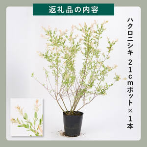 緑の力で地球を元気に!【ハクロニシキ】　21cmポット高さ100cm前後　新芽が綺麗で刈込に強い!