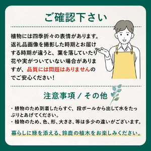 アガベ パリー トランカータ 5号鉢