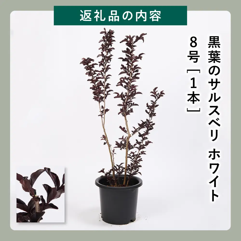 輝くブラックリーフが美しいサルスベリ白花　8号(24cm）ガーデニング鉢