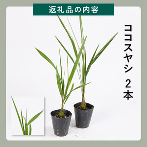 素敵な植物　ココスヤシ　2本セット
