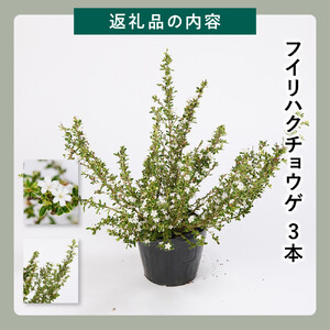 フイリハクチョウゲ　3本