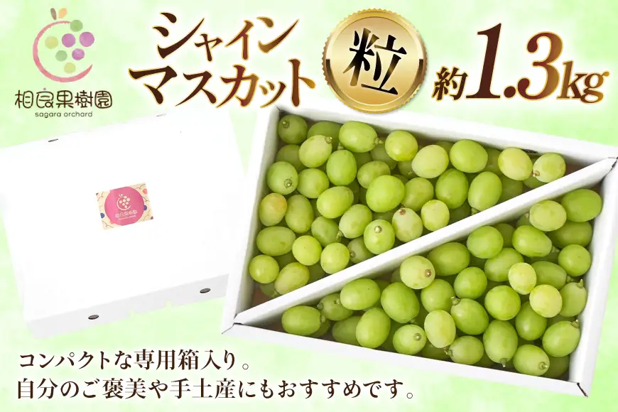 【期間限定発送】 訳あり シャインマスカット 箱 満杯詰め 粒 約1.3kg [相良果樹園 山形県 高畠町 tk06ayt350002]