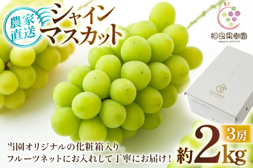 【期間限定発送】 シャインマスカット 3房 約2kg [相良果樹園 山形県 高畠町 tk06ayt350004]