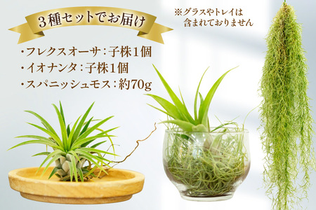 AI177 チランジア 3種 セット [長崎県 島原市]