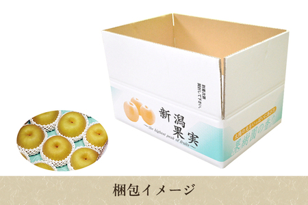 【2026年先行予約】【贈答用】新潟県産和梨 新興 約5kg（6?14玉）《12月上旬～順次出荷》 梨 新興 しんこう