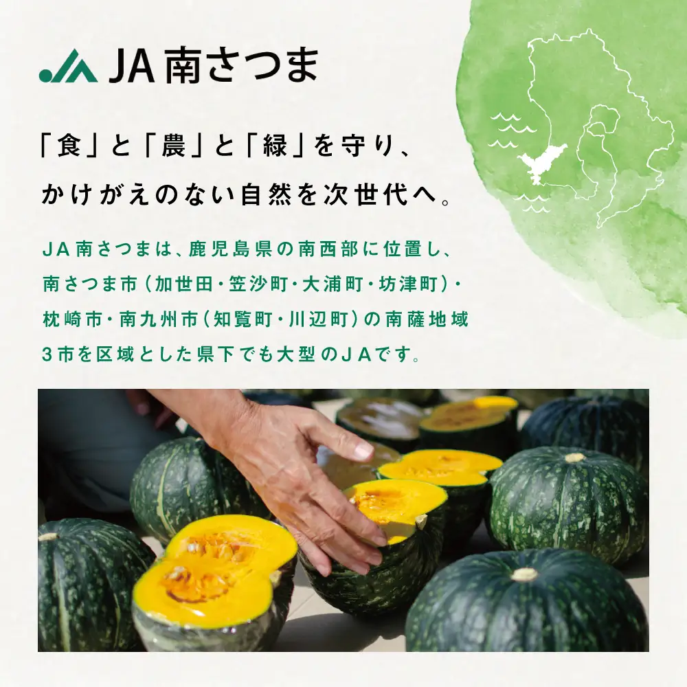 ◆5月～7月出荷◆【かごしまブランド】加世田のかぼちゃ 4個 ［春出荷］ 野菜 カボチャ 常温 鹿児島県産 JA 南さつま市