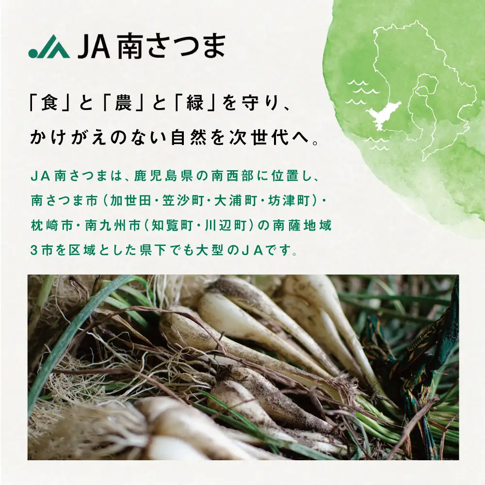 ◆5月中旬発送開始◆【鹿児島県南さつま市産】加世田砂丘らっきょう 約5kg ラッキョウ サラダ 天ぷら かき揚げ 酢味噌 特産品 野菜 旬 期間限定 JA 南さつま市