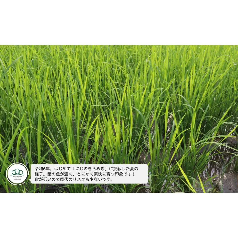 【令和8年産新米予約】精米10kg 南魚沼産にじのきらめき（5kg×２袋）・農家直送_AG【銘柄米 ブランド米 精米 にじのきらめき 魚沼産 新潟米 産地直送 お米 米 こめ ごはん】【令和8年10月中旬から1ヶ月以内に順次発送予定】