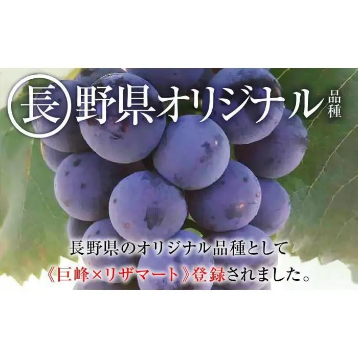 【先行予約】2026　ナガノパープル　粒つぶパックマン2パック　約1kg弱　長野県産  【10月初旬頃～順次発送予定】国際特許有機肥料栽培