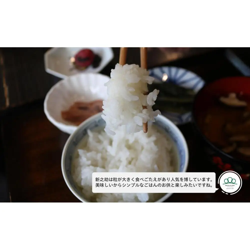 【令和8年産新米予約】精米10kg 南魚沼産新之助（5kg×2袋）・農家直送_AG【銘柄米 ブランド米 精米 新之助 魚沼産 新潟米 産地直送 お米 米 こめ コメ ご飯 御飯 ごはん】【令和8年10月中旬から1ヶ月以内に順次発送予定予定】