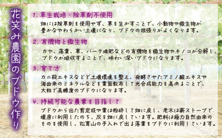 【2026年先行予約】 岡山 花笑み農園の『ニューピオーネ&BKシードレス』1kg(2房) 【hana026-02】