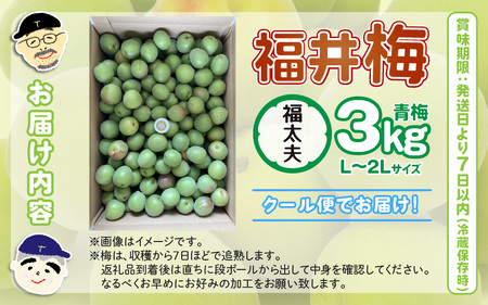 【先行予約】【福井特産】福井梅（福太夫）青梅 3kg（L～2L サイズ）【2026年6月以降順次発送】梅 福井梅 生梅 青梅 完熟梅 梅干し 梅酒 梅干 梅シロップ 梅ジャム 梅ジュース 果物 梅肉 ウメ うめ  [m74-a001]