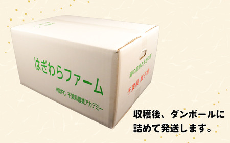 大玉 ラブコールメロン 3玉 メロン