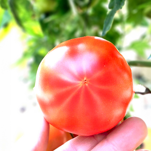 フルーツトマト「海部川のしずく」約1kg トマト とまと tomato